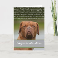Dogue de Bordeaux, Dog Breed Description