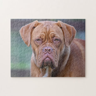 Dogue de Bordeaux dog portrait Jigsaw Puzzle