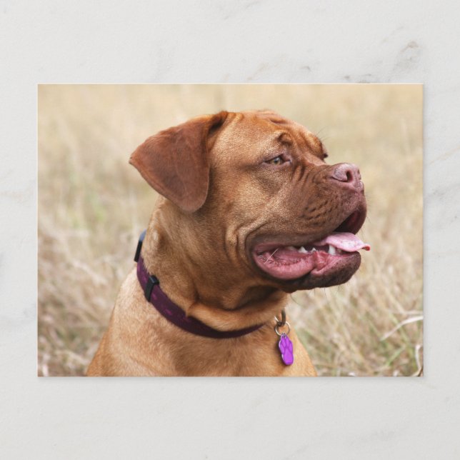 dogue de bordeaux postcard (Front)