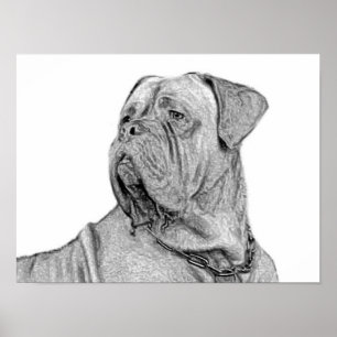 Dogue de Bordeaux poster
