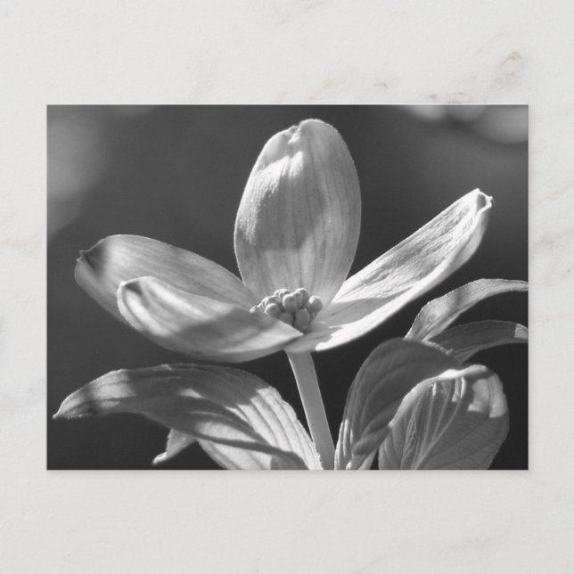 Dogwood Bloom Postcard (Front)