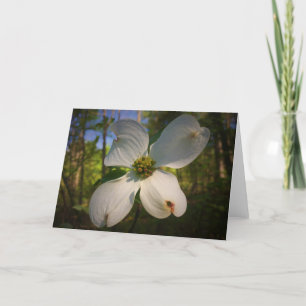 Dogwood Blossom, card