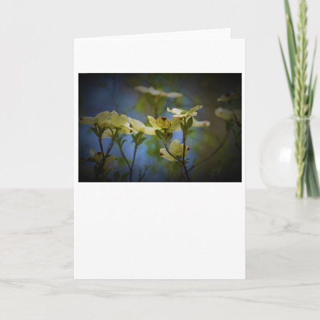 Dogwood Blossom, card (Front)