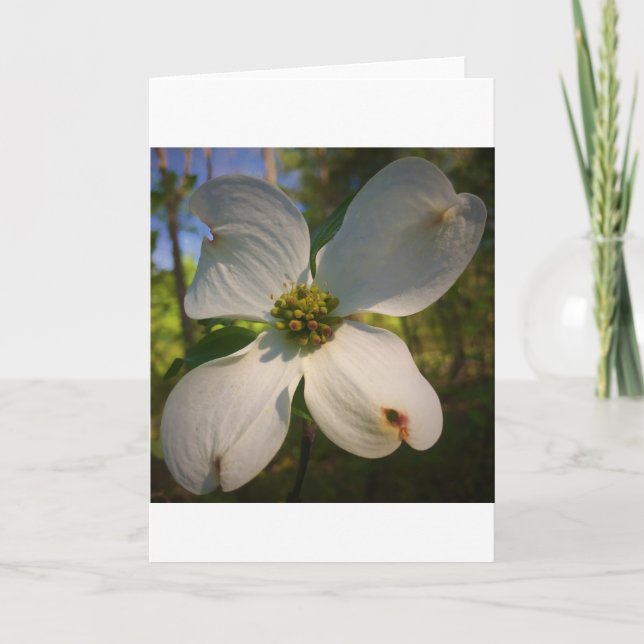 Dogwood Blossom, card (Front)