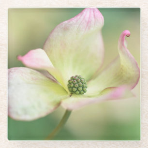 Dogwood Blossom Cornus Kousa 'Miss Satomi' Glass Coaster