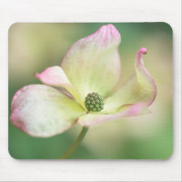 Dogwood Blossom | Cornus Kousa 'Miss Satomi'