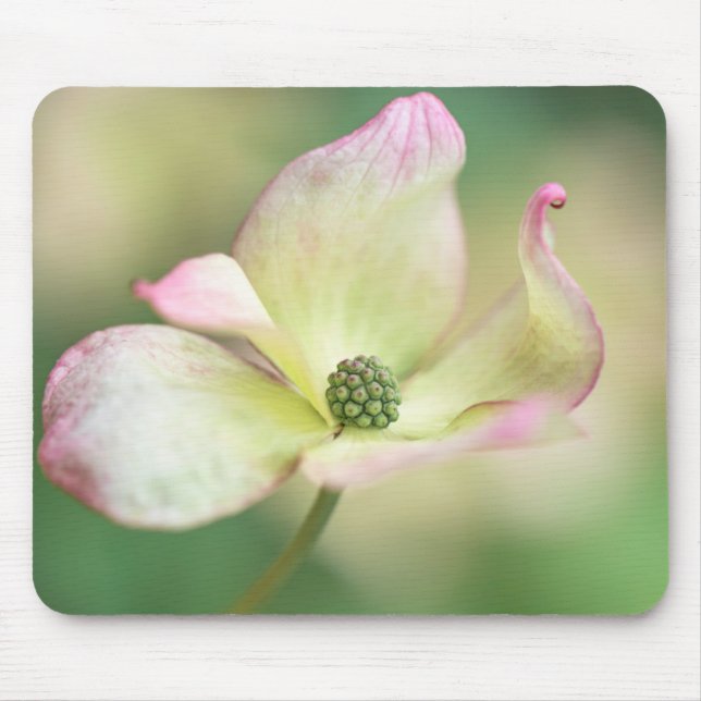 Dogwood Blossom | Cornus Kousa 'Miss Satomi' Mouse Pad (Front)