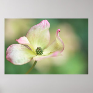 Dogwood Blossom   Cornus Kousa 'Miss Satomi' Poster