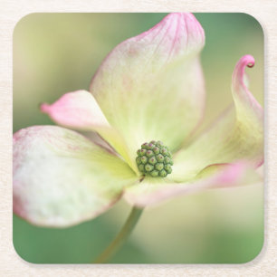 Dogwood Blossom Cornus Kousa 'Miss Satomi' Square Paper Coaster