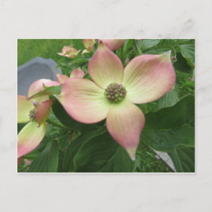 Dogwood Blossom Postcard