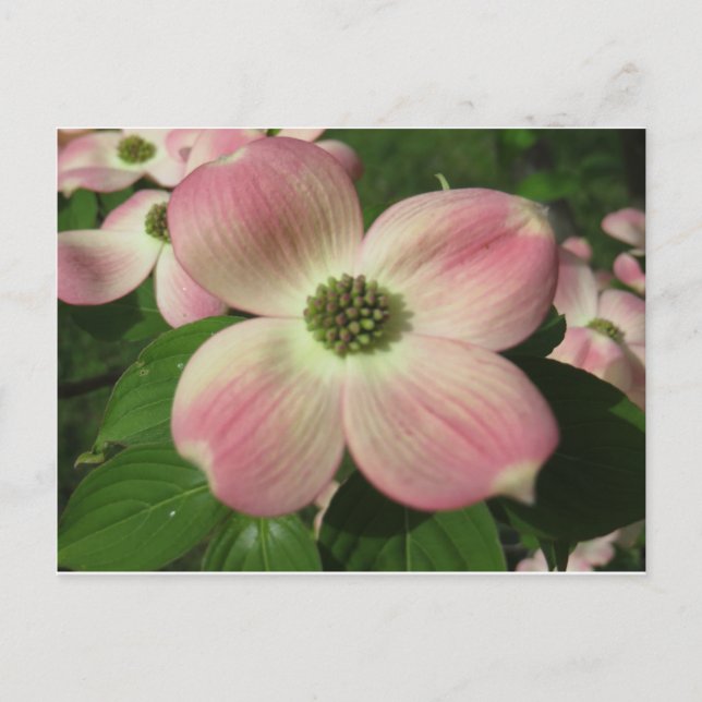 Dogwood Blossom Postcard (Front)