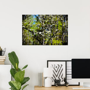 Dogwood Blossom,  Poster