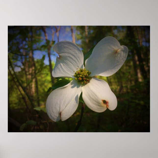Dogwood Blossom, Poster (Front)