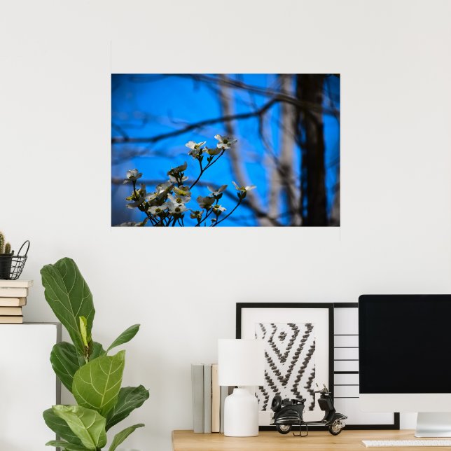 Dogwood Blossom,  Poster (Home Office)