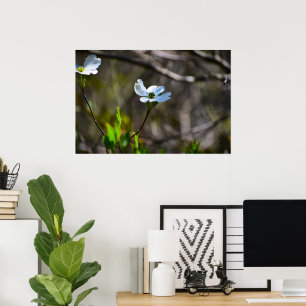 Dogwood Blossom,  Poster