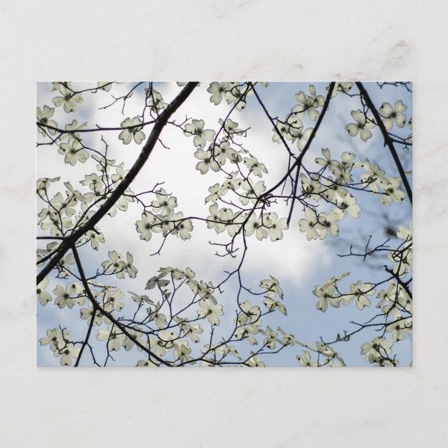Dogwood Blossoms and Blue Sky Postcard (Front)