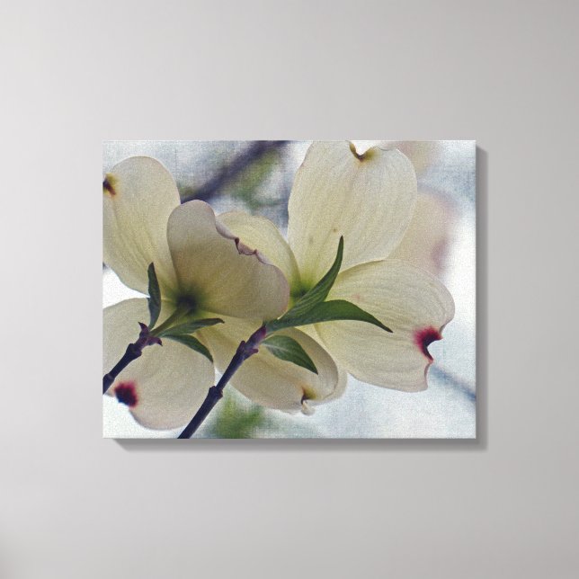 Dogwood Blossoms Canvas Print (Front)