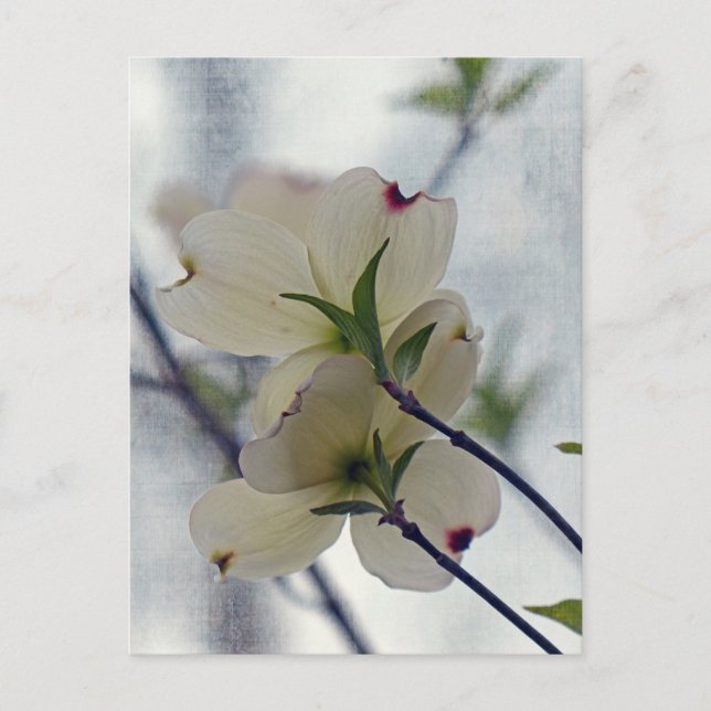 Dogwood Blossoms Postcard (Front)