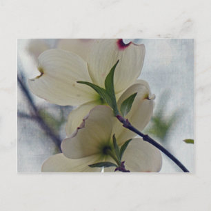 Dogwood Blossoms Postcard