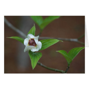 Dogwood Bud