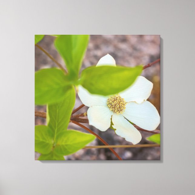 Dogwood Canvas Print (Front)
