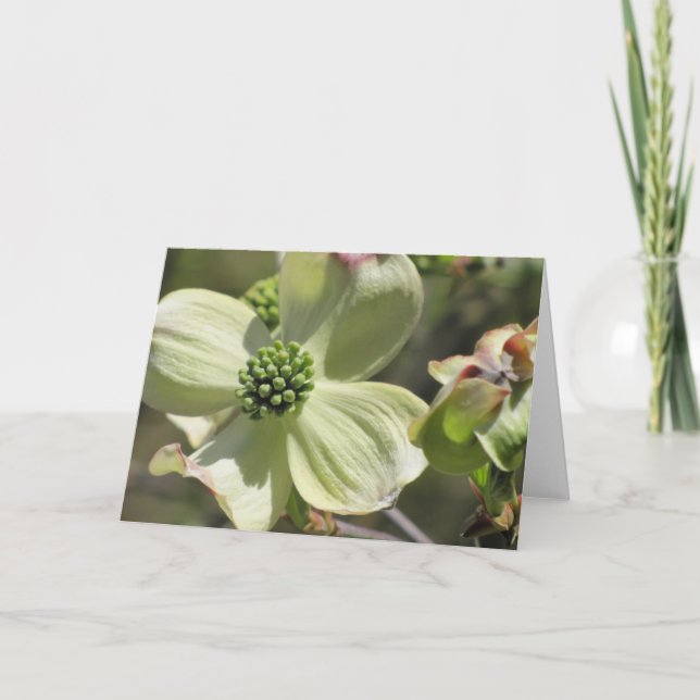 Dogwood Card (Front)
