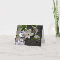 Dogwood (Cornus florida) card