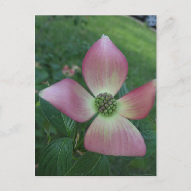Dogwood Cross Postcard (Front)