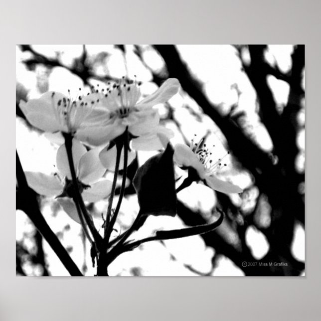 Dogwood Days Poster (Front)