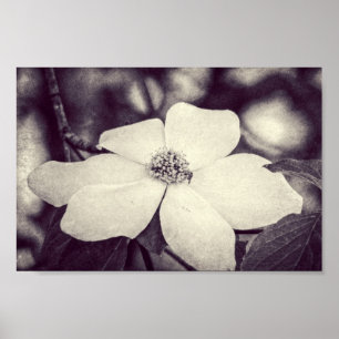 Dogwood Flower Poster
