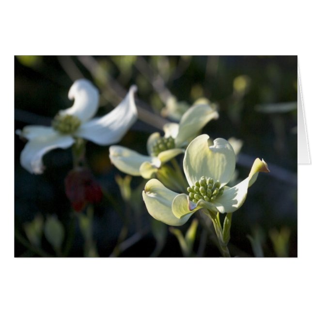 Dogwood Flowers (Front Horizontal)