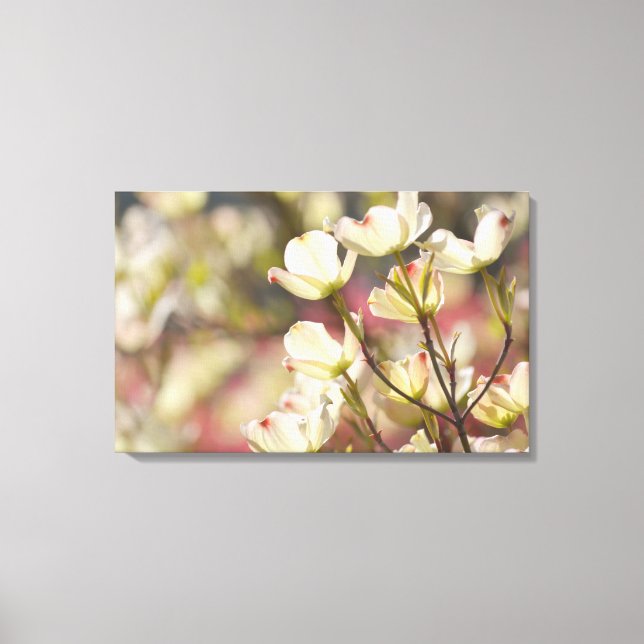Dogwood Flowers Canvas Print (Front)