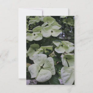 Dogwood Flowers Card