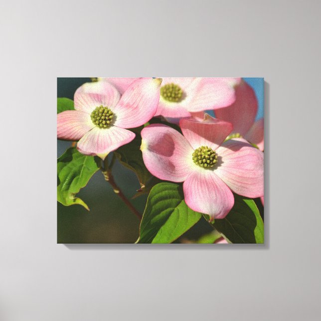 Dogwood Flowers in spring Canvas Print (Front)
