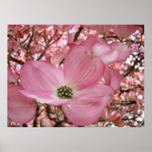 DOGWOOD Flowers Nature Art Prints Posters