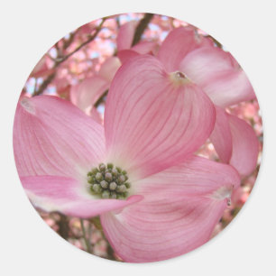 DOGWOOD FLOWERS Pink 1 Cards Art Gifts Mugs Classic Round Sticker