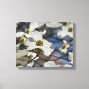 Dogwood in Bloom Canvas Print