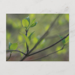 Dogwood leaves emerging in Spring Postcard