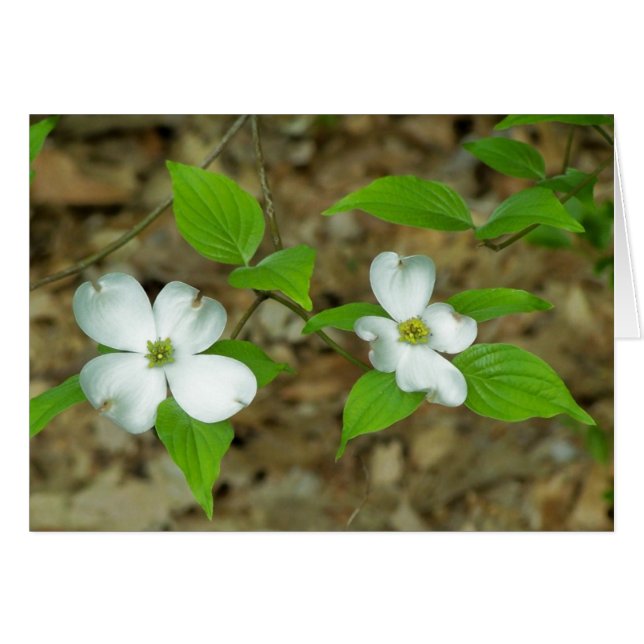 Dogwood Note II (Front Horizontal)