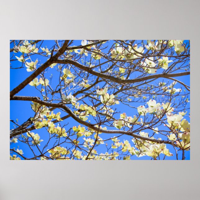 dogwood poster (Front)