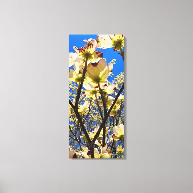 Dogwood Tree Canvas Print (Front)