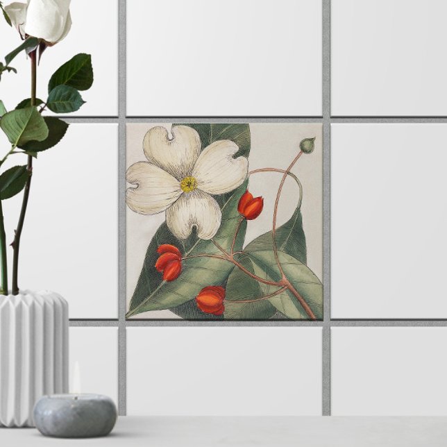Dogwood Tree Flower Illustration 🌼 Vintage Tile (Dogwood Tree Flower Illustration 🌼 Vintage Ceramic Tile
)