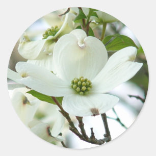 Dogwood Tree Flower Stickers