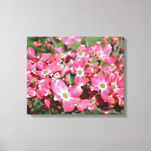 Dogwood Tree in Bloom Canvas Print
