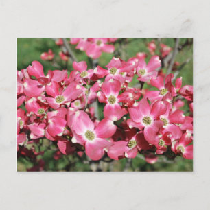 Dogwood Tree in Bloom Postcard