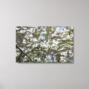 Dogwood Tree White Flower Blossoms Canvas Print