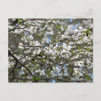 Dogwood Tree White Flower Blossoms Postcard