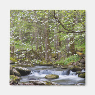 Dogwood Trees   Great Smoky Mountain, Tennessee Magnet