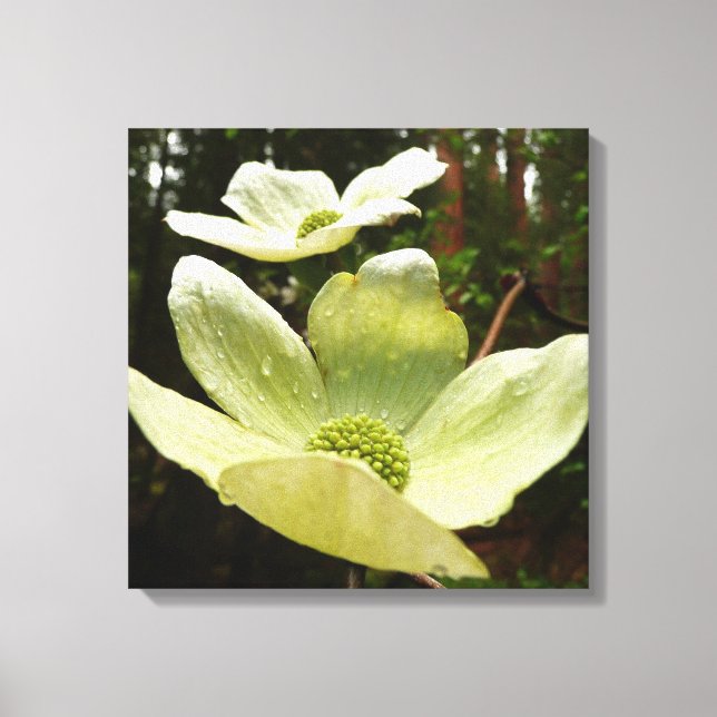 Dogwoods and Redwoods in Yosemite National Park Canvas Print (Front)