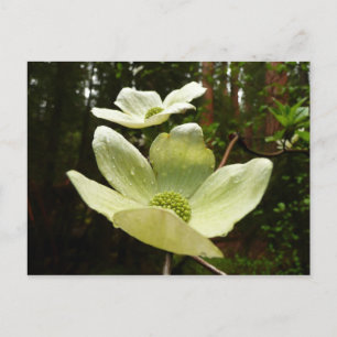 Dogwoods and Redwoods in Yosemite National Park Postcard